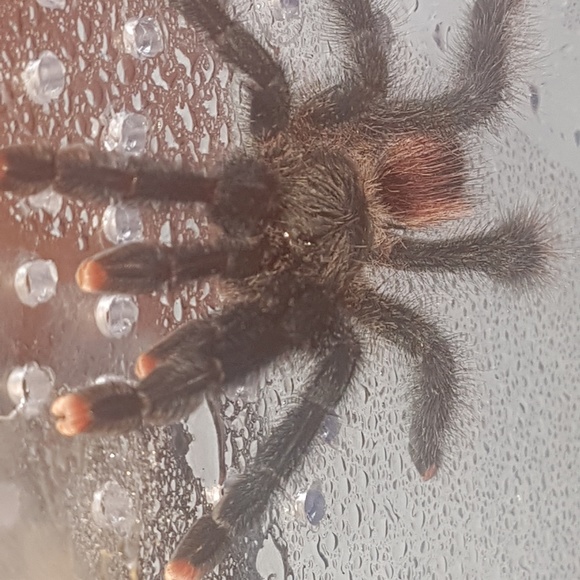 Meet your Posher, Anthony - Picture 1 of 1